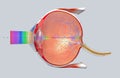 Cross-section of the human eye in a side view Royalty Free Stock Photo