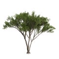 3d illustration of Cupressus sempervirens tree isolated white background