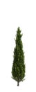 3d illustration of Cupressus sempervirens tree isolated white background