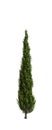 3d illustration of Cupressus sempervirens tree isolated white background