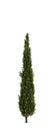 3d illustration of Cupressus sempervirens tree isolated white background