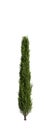 3d illustration of Cupressus sempervirens tree isolated white background