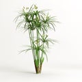 3d illustration of cyperus alternifolius isolated on white background