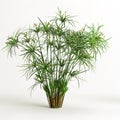 3d illustration of cyperus alternifolius isolated on white background