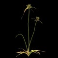 3d illustration of cyperus difformis plant isolated on black background