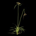 3d illustration of cyperus difformis plant isolated on black background