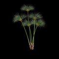 3d illustration of cyperus papyrus grass isolated on black background