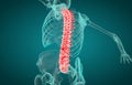 3D illustration of Spine, medical concept