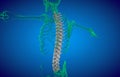 3D illustration of Spine, medical concept