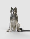 Danger wolf animal. Brown and Gray wolf