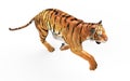 Gal Tiger Isolated on White Background with Clipping Path. Royalty Free Stock Photo