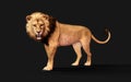 Dangerous Lion Acts and Poses Isolated with Clipping Path