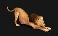 Dangerous Lion Acts and Poses Isolated with Clipping Path