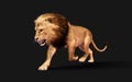 Dangerous Lion Acts and Poses Isolated with Clipping Path