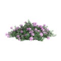 3d illustration of Daphne cneorum bush isolated on white background Royalty Free Stock Photo
