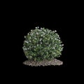 3d illustration of Daphne odora tree isolated on white background Royalty Free Stock Photo