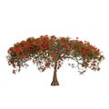 3d illustration of Delonix regia tree isolated on white background Royalty Free Stock Photo