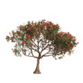 3d illustration of Delonix regia tree isolated on white background Royalty Free Stock Photo