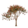 3d illustration of Delonix regia tree isolated on white background Royalty Free Stock Photo