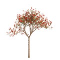3d illustration of Delonix regia tree isolated on white background Royalty Free Stock Photo