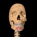 Human depressor labii inferioris muscle on skeleton