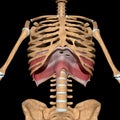 3d illustration of the diaphragm muscle on skeleton