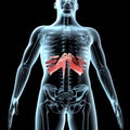 3d illustration of the diaphragm muscles anatomical position on xray body