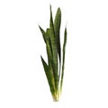 3d illustration of dracaena trifasciata plant isolated on white background