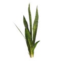 3d illustration of dracaena trifasciata plant isolated on white background