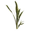 3d illustration of dracaena trifasciata plant isolated on white background