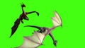 Dragons in fly on green screen