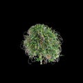 3d illustration of Duranta repens bush isolated on black background