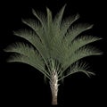 3d illustration of dypsis decaryi palm isolated on black background