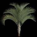3d illustration of dypsis decaryi palm isolated on black background