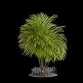 3d illustration of Dypsis lutescens tree isolated on black background