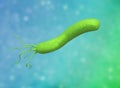 3D illustration of E coli Bacteria. spirilla Bacteria.