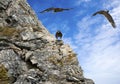 3D illustration of eagles over cliff Royalty Free Stock Photo