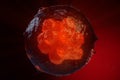 3D illustration Early stage embryo, Stem cell research, Morula. Human or animal cells. Medicine scientific concept