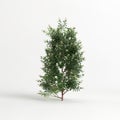 3d illustration of Escallonia iveyi bush isolated on white background Royalty Free Stock Photo