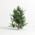 3d illustration of Escallonia iveyi bush isolated on white background Royalty Free Stock Photo