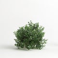 3d illustration of Escallonia iveyi bush isolated on white background Royalty Free Stock Photo