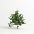 3d illustration of Escallonia iveyi bush isolated on white background Royalty Free Stock Photo