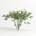 3d illustration of eugenia uniflora tree isolated on white background