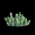 3d illustration of Euphorbia rigida bush isolated on black background