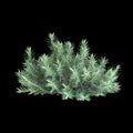 3d illustration of Euphorbia rigida bush isolated on black background