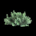 3d illustration of Euphorbia rigida bush isolated on black background