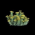 3d illustration of Euphorbia rigida bush isolated on black background