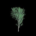 3d illustration of Euphorbia tirucalli tree isolated on black background