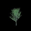 3d illustration of Euphorbia tirucalli tree isolated on black background