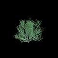 3d illustration of Euphorbia tirucalli tree isolated on black background